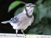 Blue Jay