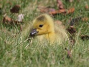 Gosling