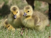 Goslings