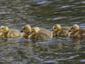 Goslings