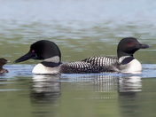 Loon family