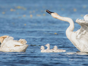 Trumpeter Swan family