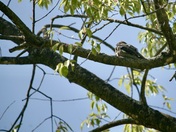 whippoorwill