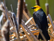 In the Marsh