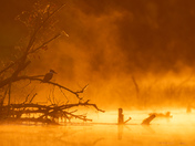 Marsh Morning