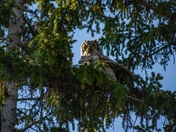 Owl Posing In The Tree