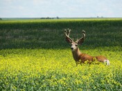 Find Me in Canola Fields