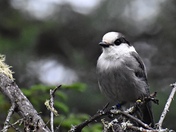 Curious Canada Jay