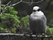 Curious Canada Jay