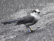 Curious Canada Jay
