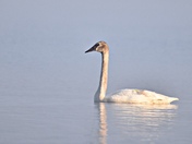 Trumpeter Swan