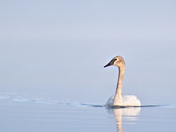 Trumpeter Swan
