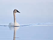 Trumpeter Swan