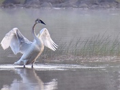 Trumpeter Swan