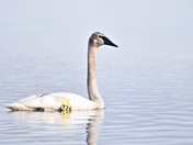 Trumpeter Swan