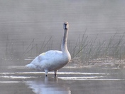 Trumpeter Swan