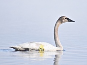 Trumpeter Swan