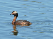 July Horned Grebe