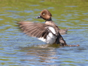 Female Goldeneye preening