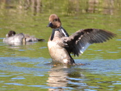 Goldeneye and young