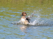 Splish Splash