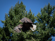 Adult bald eagle flying over top of trees with wings curled in