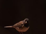 Dark-eyed junco, also known as Oregon variation, sitting on a branch staring out with a black background