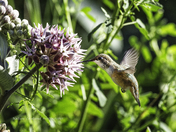 A Hummingbird Desert