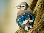 Baby Blue Jay