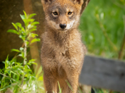 Baby Coyote