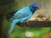 Indigo bunting 