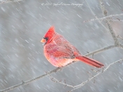 Northern Cardinal in deep winter