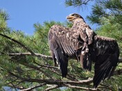 Juvenile Bald Eagle is sunbathing her wings.