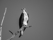 Osprey in Black & White