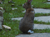 Snowshoe Hare in Spring