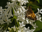 Hummingbird moth