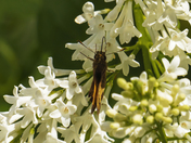 Hummingbird moth 2