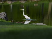 Great Egret