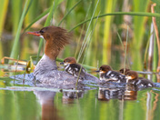 Common Merganser 