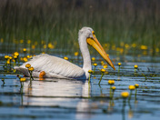 American White Pelican 