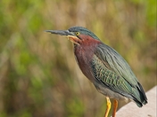 Green Heron