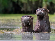 Double fun with Otters