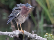 A Green Heron grooming