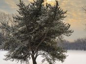 One tree 