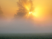 Light 