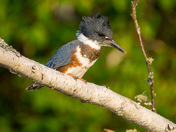 Juvenile Kingfisher 