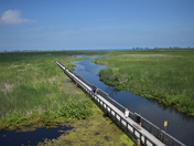 Point Pelee, Marsh Boardwalk Trail.