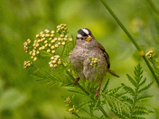 White Crowned Sparrow again