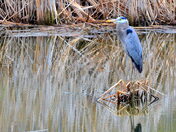 Just a peaceful scene