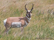 Pronghorn Antelope Buck